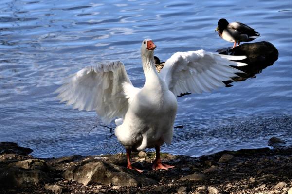 /Images/uploads/Sonoma County Regional Parks Foundation/springlake50/entries/28859thumb.jpg